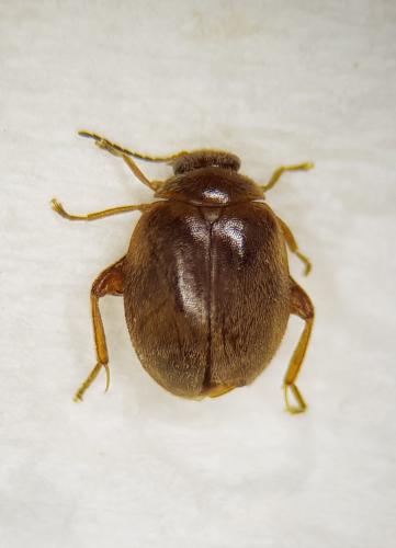 Réf. 248 810 : Scirtes orbicularis
